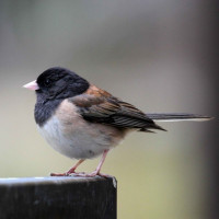 Junco